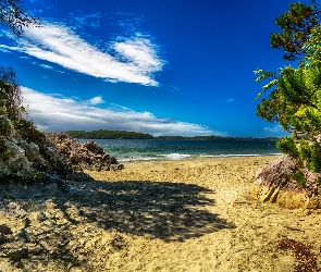 Kolumbia Brytyjska, Kanada, Drzewa, Plaża Tonquin Beach, Morze, Skały, Tonquin Park