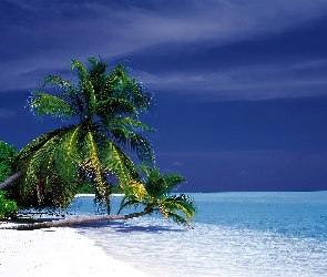 Plaża, Morze, Palmy