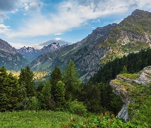 Drzewa, Przełęcz Maloja, Szwajcaria, Góry Alpy
