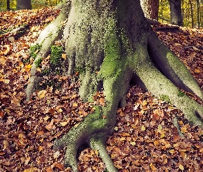 Korzeń, Liście, Drzewo