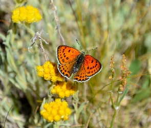 Kwiaty, Czerwończyk nieparek, Motyl