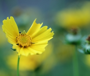 Żółty, Kwiat, Nachyłek wielkokwiatowy