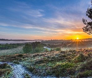 Drzewa, Wschód słońca, Park Narodowy New Forest, Anglia, Wzgórza, Mgła