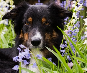 Pies, Mordka, Trawa, Kwiaty, Border collie