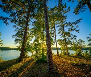 Sosny, Drzewa, Stan Alabama, Stany Zjednoczone, Obszar rekreacyjny Veasey Creek Recreation Area, Jezioro West Point