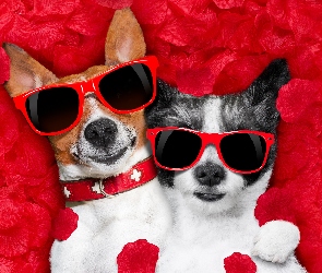 Śmieszne, Okulary, Chihuahua krótkowłosa, Jack Russell terrier