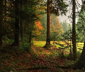 Austria, Salzburg, Jesień, Drzewa, Polana, Las