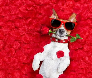 Róża, Śmieszne, Okulary, Płatki, Jack Russell terrier
