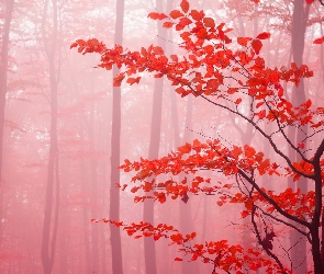 Jesień, Mgła, Drzewa, Liście, Las