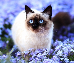 Kwiaty, Kot syjamski