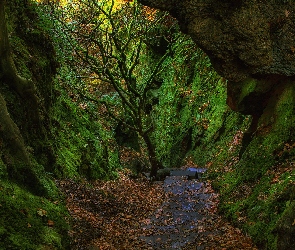 Drzewa, Skały, Hrabstwo Stirlingshire, Mech, Diabelskie schody - The Devils Staircase, Szkocja, Wąwóz Finnich Glen