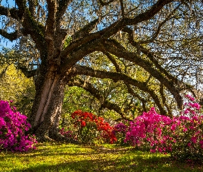 Stany Zjednoczone, Drzewo, Angel Oak - Dąb Anielski, Rododendrony, Dąb wirginijski, Angel Oak Park, Stan Karolina Południowa, Hrabstwo Charleston, Wyspa Johns Island