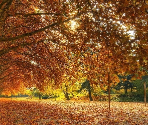 Drzewa, Liście, Park, Jesień