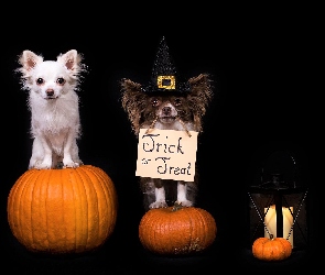 Psy, Halloween, Dynie, Lampion, Chihuahua