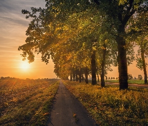 Droga, Zachód słońca, Drzewa, Pola, Jesień