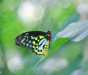 Kolorowy, Liść, Ornithoptera euphorion, Motyl