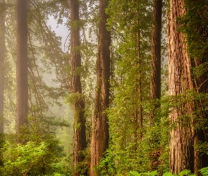 Drzewa, Mgła, Stan Kalifornia, Sekwoje, Las, Stany Zjednoczone, Park Narodowy Redwood