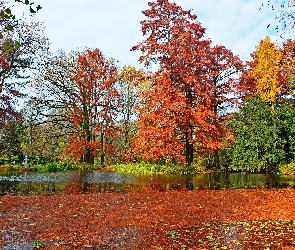 Jesień, Staw, Miasto Segedyn, Drzewa, Park, Węgry, Ogród Botaniczny Szeged