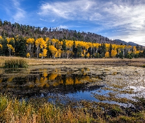 Hrabstwo Coconino, Kemping Lockett Meadow, Stan Arizona, Stany Zjednoczone, Trawy, Drzewa, Jesień, Rozlewisko, Wzgórza San Francisco Peaks