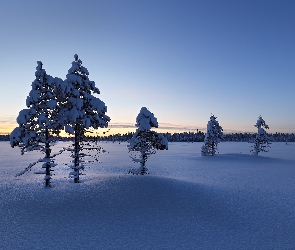 Zachód Słońca, Laponia, Finlandia, Zima, Drzewa, Pola, Lasy, Gmina Ylitornio