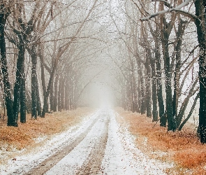 Drzewa, Mgła, Zima, Droga