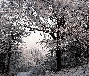 Zima, Szron, Śnieg, Drzewa