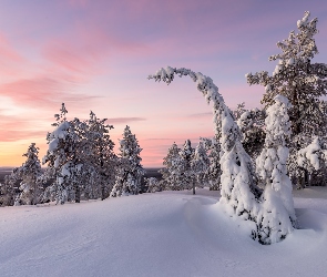 Gmina Posio, Wschód słońca, Laponia, Finlandia, Drzewa, Wzgórze, Zima, Ośnieżone, Park Narodowy Riisitunturi