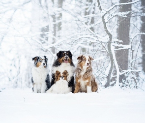 Zima, Spaniel kontynentalny miniaturowy Papillon, Psy, Drzewa, Berneński pies pasterski, Cztery, Owczarek australijski