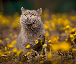 Kot brytyjski krótkowłosy, Kwiatki, Żółte