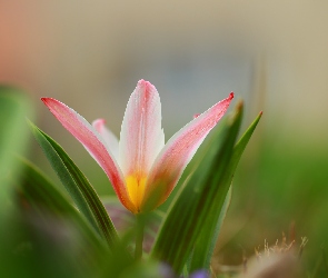 Rozwinięty, Kwiat, Tulipan