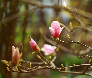 Magnolia, Gałązki, Różowa