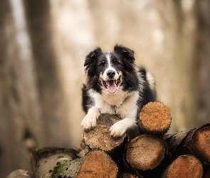 Pies, Bale, Pocięte, Drzewo, Border collie