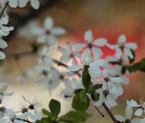 Śliwa mirabelka, Drzewo owocowe, Kwiaty, Białe