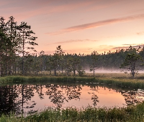 Staw, Mgła, Las, Drzewa