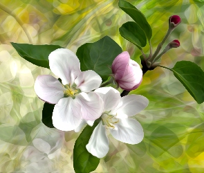 Grafika 2D, Drzewo owocowe, Gałązka, Kwiaty
