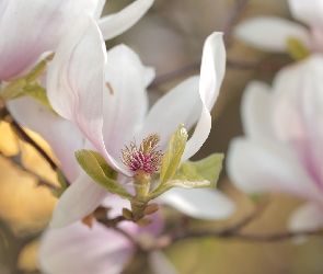 Krzew, Kwiat, Magnolia, Różowa