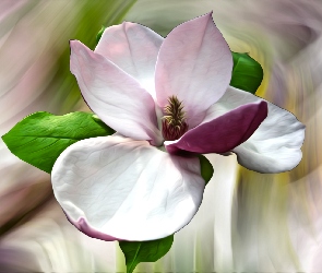 Różowy, Kolorowe tło, Magnolia, Grafika, Kwiat