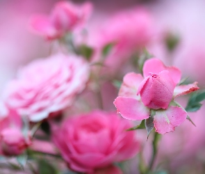 Pąk, Kwiaty, Różowe, Róże