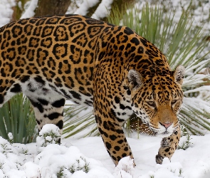 Jaguar, Rośliny, Śnieg