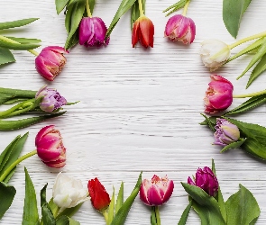 Tulipany, Deski, Białe