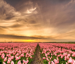Plantacja, Wschód słońca, Tulipany, Różowe