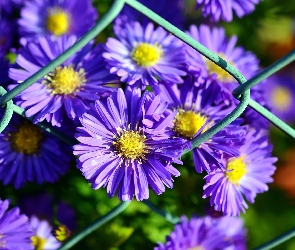 Fioletowe, Ogrodzenie, Aster Marcinek