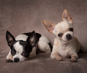 Chihuahua krótkowłosa, Pieski, Dwa, Psy