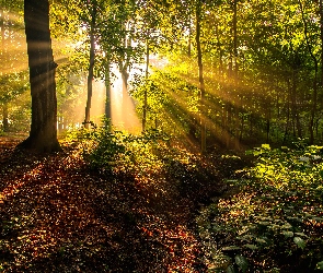 Las, Roślinność, Promienie słońca, Drzewa