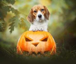 Halloween, Dynia, Pies, Beagle