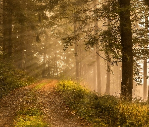 Droga, Przebijające światło, Mgła, Drzewa, Las