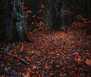 Las, Drzewa, Jesień, Liście, Ścieżka, Opadłe