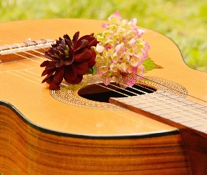 Gitara, Dalia, Hortensja, Kwiaty