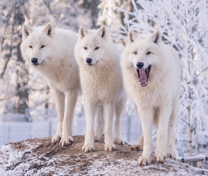 Trzy, Śnieg, Białe, Trzy, Wilki polarne