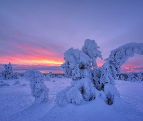 Zima, Wschód słońca,  Rezerwat Valtavaara, Mgła, Laponia, Drzewa, Finlandia, Wzgórze